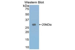 Western Blotting (WB) image for anti-Galactose 3-O-Sulfotransferase 1 (GAL3ST1) (AA 215-423) antibody (ABIN1858950) (GAL3ST1 antibody  (AA 215-423))