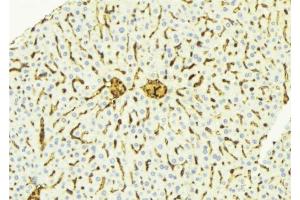 ABIN6275888 at 1/100 staining Mouse liver tissue by IHC-P. (Cathepsin D antibody  (C-Term))