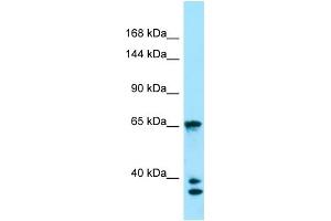 WB Suggested Anti-PACS1 Antibody Titration: 1. (PACS1 antibody  (C-Term))