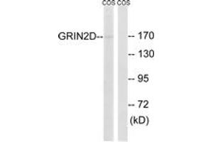 Western Blotting (WB) image for anti-Glutamate Receptor, Ionotropic, N-Methyl D-Aspartate 2D (GRIN2D) (AA 671-720) antibody (ABIN2890345) (GRIN2D antibody  (AA 671-720))