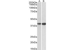 EXOG antibody  (C-Term)