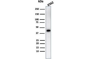 Western Blot Analysis of K562 cell lysate usingGlycophorin A Rabbit Polyclonal Antibody.