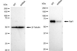 Western blotting analysis using Raf1 antibody (ABIN7800801). (Recombinant RAF1 antibody)