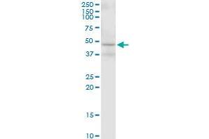 Western Blotting (WB) image for anti-Mitogen-Activated Protein Kinase Kinase 2 (MAP2K2) (AA 1-400) antibody (ABIN519253)