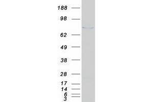 Validation with Western Blot (XPNPEP2 Protein (Myc-DYKDDDDK Tag))