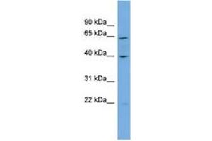 Image no. 1 for anti-Par-6 Partitioning Defective 6 Homolog alpha (PARD6A) (N-Term) antibody (ABIN6743129) (PARD6A antibody  (N-Term))