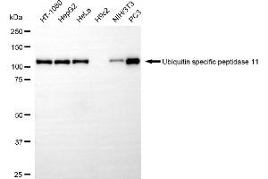 anti-Ubiquitin Specific Peptidase 11 (USP11) antibody