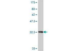 Western Blot detection against Immunogen (35. (ATP6V0A1 antibody  (AA 212-298))