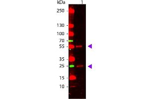 Western Blot of Goat anti-Mouse IgG Pre-Absorbed Atto 655 Conjugated Antibody. (Goat anti-Mouse IgG (Heavy & Light Chain) Antibody (Atto 655) - Preadsorbed)