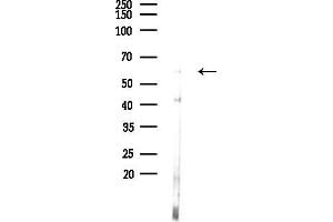 anti-Multiple EGF-Like-Domains 9 (MEGF9) (Internal Region) antibody