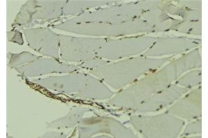 ABIN6278745 at 1/100 staining Mouse muscle tissue by IHC-P. (PCBP1 antibody  (Internal Region))
