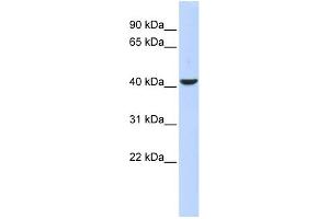 WB Suggested Anti-MEF2B Antibody Titration:  0. (MEF2B antibody  (Middle Region))