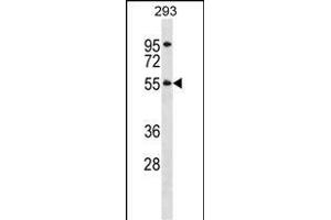 TTC8 Antibody (N-term) (ABIN1539117 and ABIN2848513) western blot analysis in 293 cell line lysates (35 μg/lane).