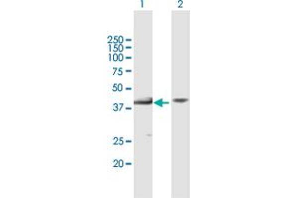 MBIP anticorps  (AA 1-343)