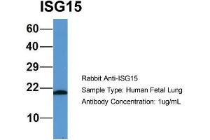 Western Blotting (WB) image for anti-ISG15 Ubiquitin-Like Modifier (ISG15) (Middle Region) antibody (ABIN2788047)