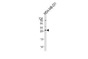 Western blot analysis of lysate from MDA-MB-231 cell line, using CRISP1 Antibody (C-term) (ABIN1536760 and ABIN2849218). (CRISP1 antibody  (C-Term))