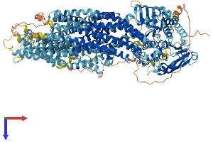 ABCC10 Protein (AA 1-1492) (His tag)