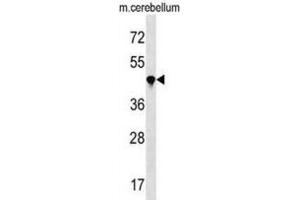 Western Blotting (WB) image for anti-Peptidylprolyl Isomerase (Cyclophilin)-Like 4 (PPIL4) antibody (ABIN3000374) (PPIL4 antibody)