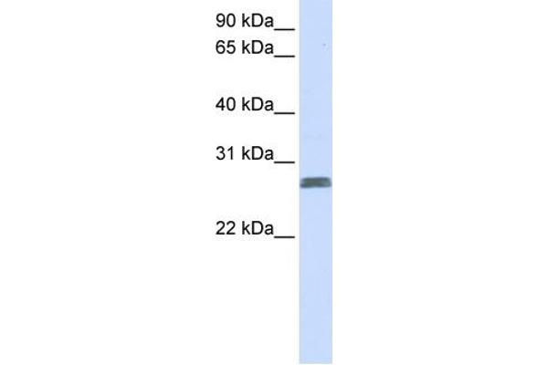 TMEM51 Antikörper  (N-Term)