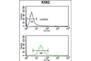 SLC3A1 Antibody (Center) (ABIN652750 and ABIN2842494) flow cytometry analysis of K562 cells (bottom histogram) compared to a negative control cell (top histogram). (SLC3A1 antibody  (AA 156-184))