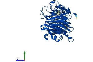Protein Structure (PS) image for Homogentisate 1,2-Dioxygenase (HGD) (AA 1-445) protein (His tag) (ABIN7562256)