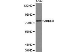 Western Blotting (WB) image for anti-ATP-Binding Cassette, Sub-Family G (WHITE), Member 8 (ABCG8) antibody (ABIN1870737) (ABCG8 antibody)