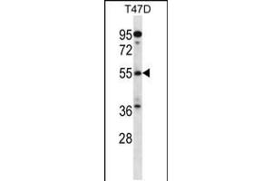Western blot analysis in T47D cell line lysates (35ug/lane). (ARFGAP3 antibody  (C-Term))