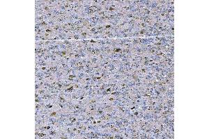 IHC analysis of STAP2 using anti-STAP2 antibody (ABIN7602686). (STAP2 antibody  (AA 95-392))