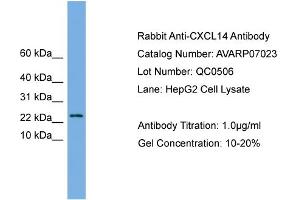 Western Blotting (WB) image for anti-Chemokine (C-X-C Motif) Ligand 14 (CXCL14) (Middle Region) antibody (ABIN2792192) (CXCL14 antibody  (Middle Region))
