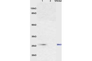 L1 mouse brain lysates L2 mouse lung lysates probed with Anti Cytochrome C Polyclonal Antibody, Unconjugated (ABIN723590) at 1:200 overnight at 4 °C. (Cytochrome C antibody  (AA 51-105))