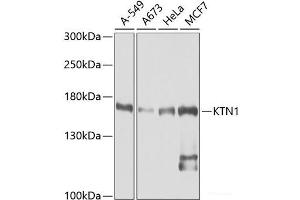 Western blot analysis of extracts of various cell lines using KTN1 Polyclonal Antibody at dilution of 1:1000. (KTN1 antibody)