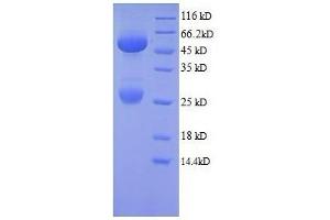SDS-PAGE (SDS) image for Cow IgG isotype control (ABIN1045118)