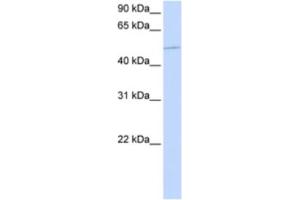 Western Blotting (WB) image for anti-Kinesin Family Member 12 (KIF12) antibody (ABIN2463898) (KIF12 antibody)