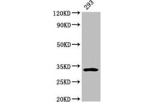 Western Blot Positive WB detected in: 293 whole cell lysate All lanes: EAPP antibody at 3.