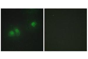 Immunofluorescence (IF) image for anti-ELAV2/4 (ELAV2/4) (Internal Region) antibody (ABIN1849272) (ELAV2/4 antibody  (Internal Region))