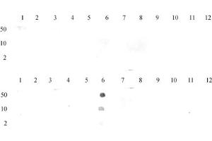 Histone H3 monomethyl Lys27 antibody (pAb) tested by dot blot analysis. (Histone 3 antibody  (meLys27))