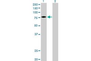 Western Blot analysis of EPOR expression in transfected 293T cell line by EPOR MaxPab polyclonal antibody. (EPOR antibody  (AA 1-508))