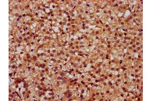 IHC image of ABIN7170935 diluted at 1:300 and staining in paraffin-embedded human adrenal gland tissue performed on a Leica BondTM system. (SLC26A2 antibody  (AA 614-739))