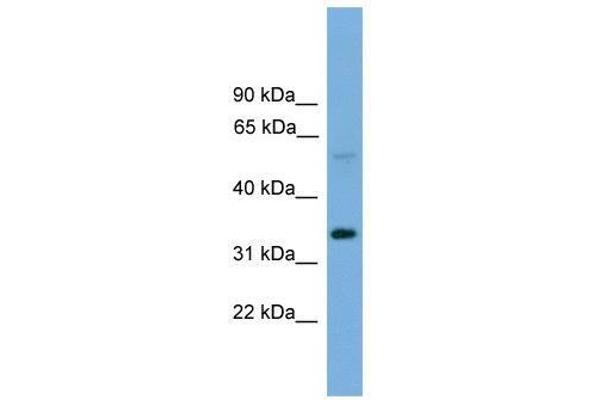 Transmembrane 7 Superfamily Member 4 (TM7SF4) (N-Term) antibody