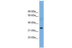TM7SF4 antibody used at 0. (Transmembrane 7 Superfamily Member 4 (TM7SF4) (N-Term) antibody)