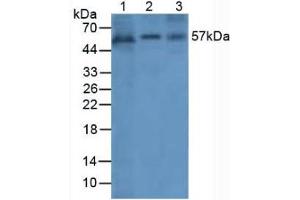 Western blot analysis of (1) Human Cartilage Tissue, (2) Human A549 Cells and (3) Human Liver Tissue. (Angiopoietin 1 antibody  (AA 284-452))
