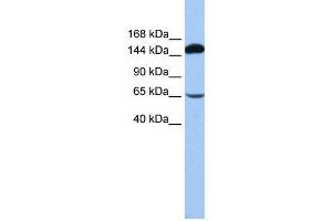 WB Suggested Anti-SRBD1  Antibody Titration: 0.