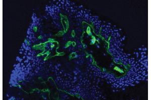 Frozen human skin tissue section was stained with Mouse Anti-Type IV Collagen-UNLB and DAPI. (Collagen IV antibody  (FITC))