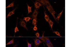 Immunofluorescence analysis of NIH/3T3 cells using PDCD4 Polyclonal Antibody at dilution of 1:100.