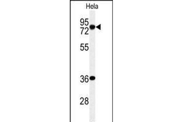 INTS10 antibody  (C-Term)