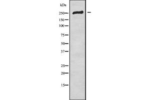 Western blot analysis of CACNA1E using HT-29 whole cell lysates (CACNA1E antibody  (Internal Region))