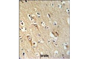 ALG10 Antibody (N-term) (ABIN653919 and ABIN2843153) IHC analysis in formalin fixed and paraffin embedded brain tissue followed by peroxidase conjugation of the secondary antibody and DAB staining.