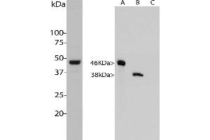 Western analysis of MCA-3H1 in HeLa cells. (Aurora A antibody)