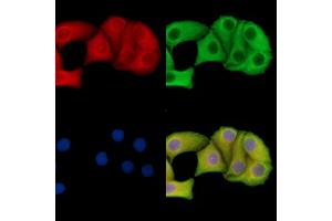 ABIN7095701 and ABIN7099763 staining Hela cells by IF/ICC.