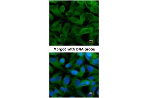 Immunofluorescence (IF) image for anti-Chaperonin Containing TCP1, Subunit 5 (Epsilon) (CCT5) (AA 1-224) antibody (ABIN783952)